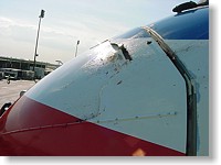 birdstrike5