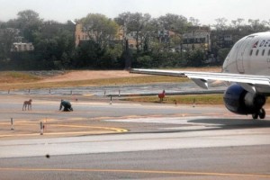 Dog on runway at Laguardia