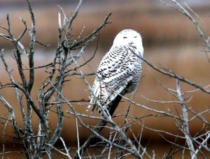 Snowy Owl in Airport