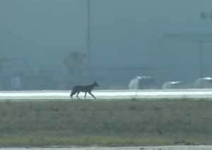 coyote_runway_video
