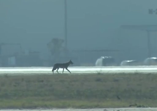 Are Wildlife FOD Hazards Increasing?
