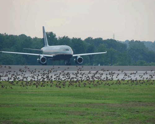 aircraft and bird flock