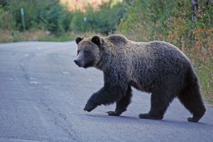 bear on the road