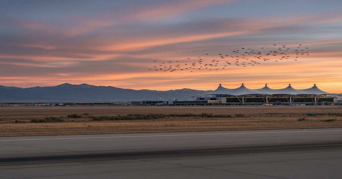 Denver International’s Growing Wildlife Crisis: More Flights, More Strikes, More Risk
