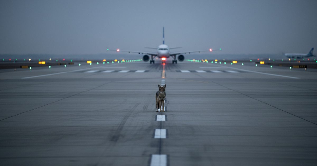 JetBlue A320 Strikes Coyote on Takeoff Roll at Providence TF Green, Returns Safely