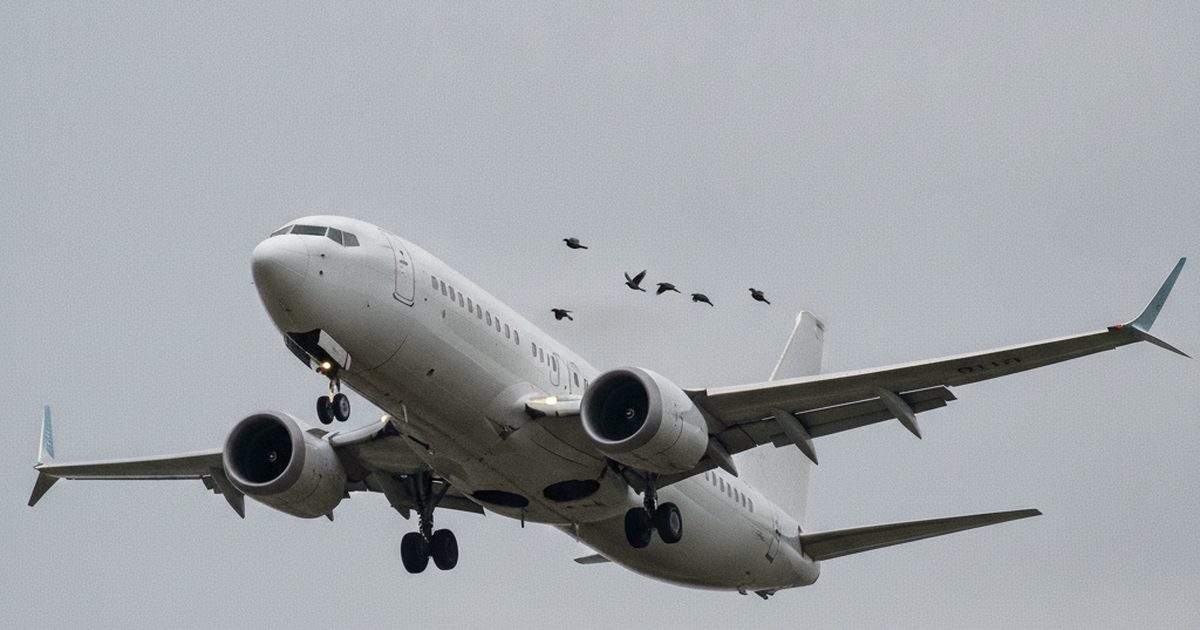 The FAA’s 737 MAX Bird-Strike Smoke Fix: Why It Chose Software Over Takeoff-Procedure Changes
