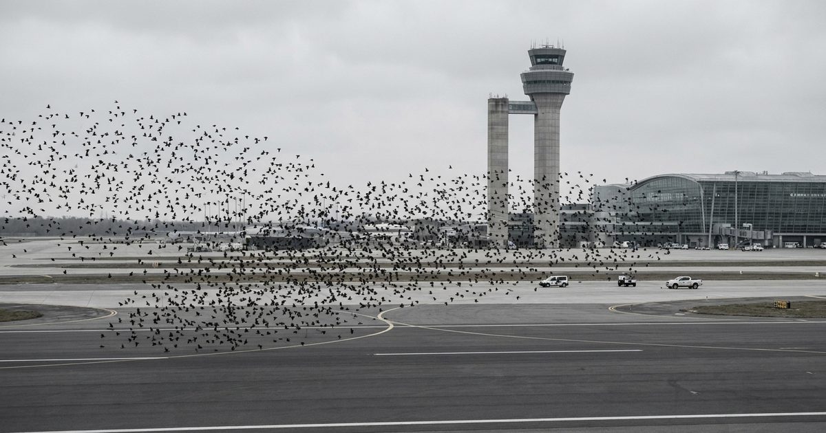 EASA Hosts Summer Wildlife Hazard Management Webinar as Bird-Strike Season Peaks
