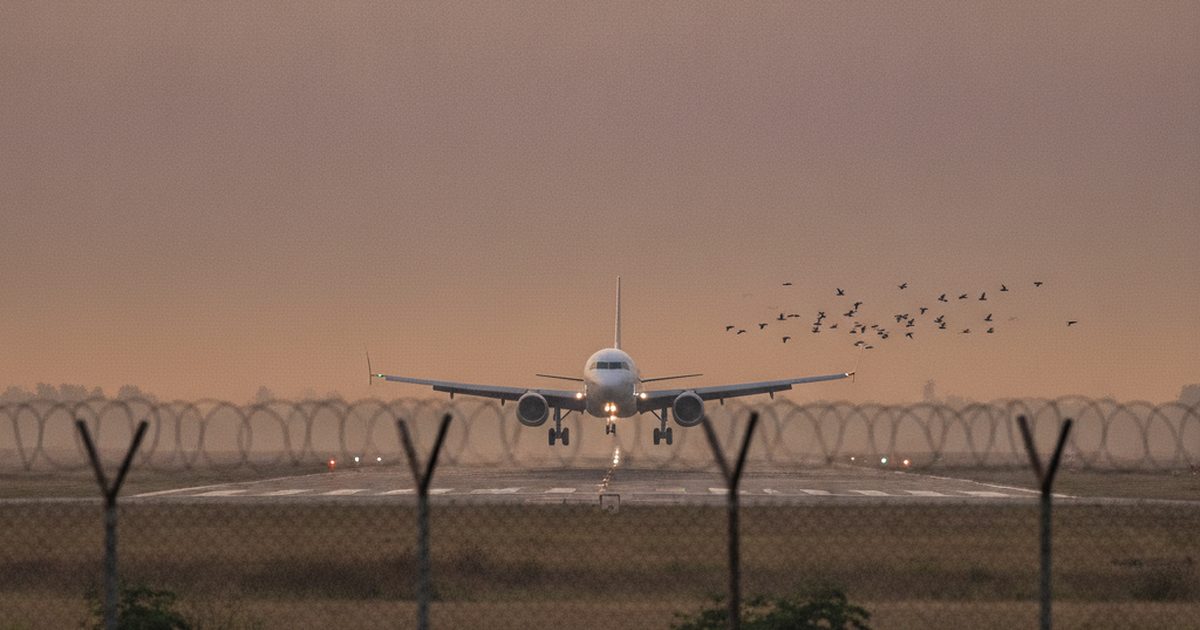 Second Air India Bird Strike at Patna Airport in a Week Renews Wildlife-Hazard Scrutiny